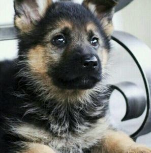 Meet your Posher, Kara